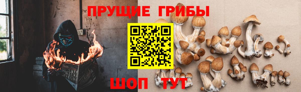 Кореновск  Псилоцибиновые грибы мицелий  Вход с VPN 